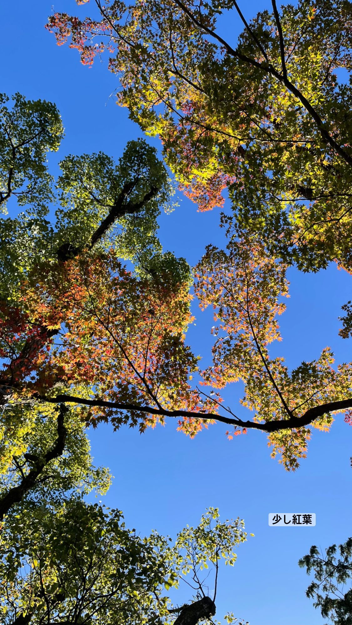 Image for post 1635506706