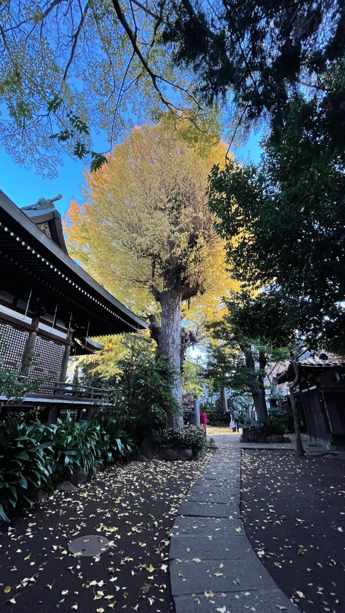 Image for post 1639208075